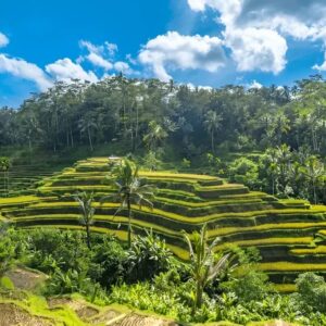 Ubud Private Tour