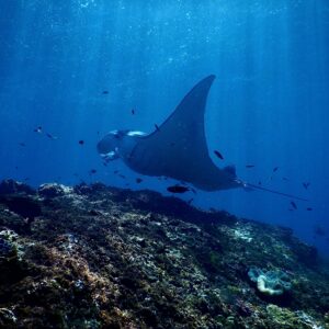 One Day Snorkeling Tour Nusa Penida - Sharing Tour