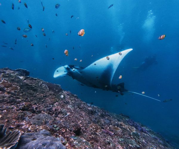 manta point nusa penida 2