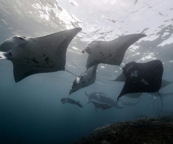 manta point nusa penida 3