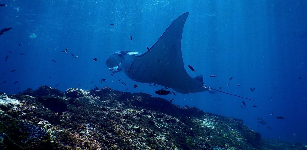 manta point nusa penida