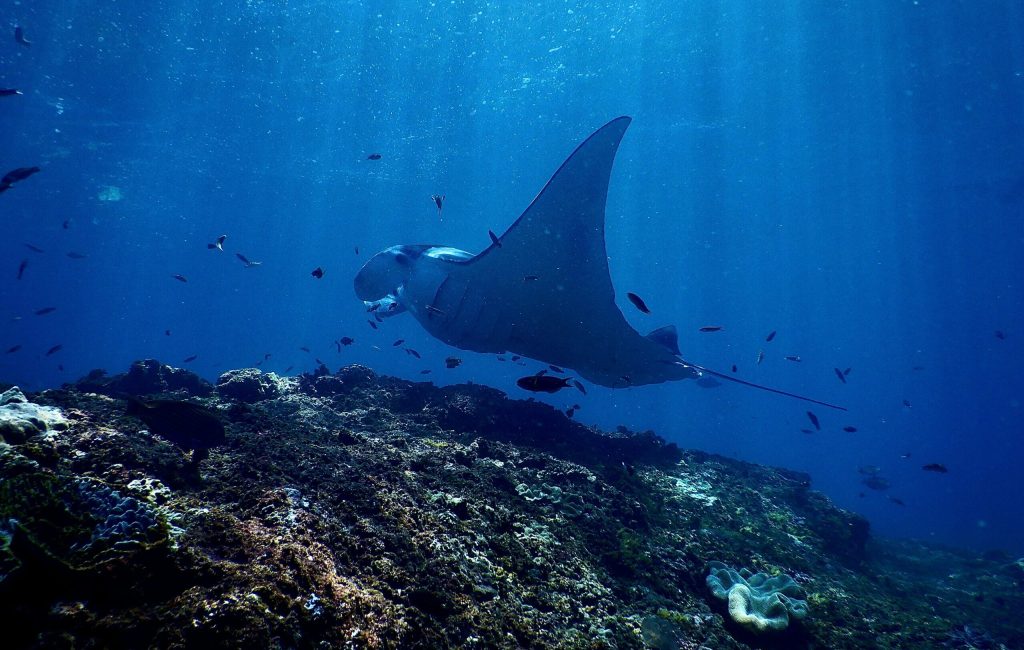 manta point nusa penida